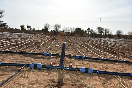 mise en place d’un systeme goutte à goutte pour économiser l’eau