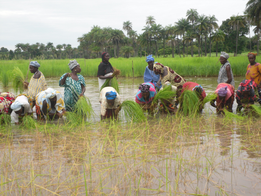 Repiquage de riz dans la zone de Sédhiou par les femmes productrices de semences membres du RESOPP